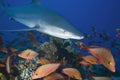 Carcharhinus albimarginatus / SILVERTIP SHARK Royalty Free Stock Photo