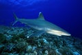 Carcharhinus albimarginatus /SILVERTIP SHARK Royalty Free Stock Photo