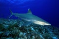 Carcharhinus albimarginatus /SILVERTIP SHARK Royalty Free Stock Photo