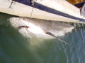 Carcharhinus Leucas - Bull Shark Royalty Free Stock Photo