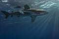 Carcharhinus longimanus and Pilot Fishes: Captivating Underwater Scene