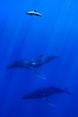 Carcharhinus longimanus shark crusing over two humpback whales