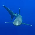 Carcharhinus longimanus shark with pilot fishes