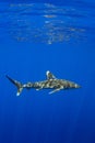 Carcharhinus longimanus shark