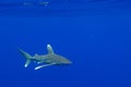 Carcharhinus longimanus shark