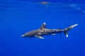 Carcharhinus longimanus shark