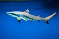 Carcharhinus melanopterus - blacktip reef shark Royalty Free Stock Photo