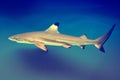 Carcharhinus melanopterus - blacktip reef shark Royalty Free Stock Photo