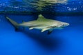 Carcharhinus melanopterus - blacktip reef shark Royalty Free Stock Photo