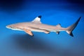 Carcharhinus melanopterus - blacktip reef shark Royalty Free Stock Photo