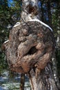 Carcinoma on tree trunk