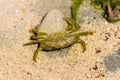 A small green shore crab Carcinus maenas seen in a shallow rock pool at Lyme Regis in Dorset Royalty Free Stock Photo