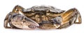 Carcinus maenas -edible alive crab Royalty Free Stock Photo