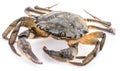 Carcinus maenas -edible alive crab. Royalty Free Stock Photo