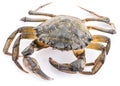 Carcinus maenas -edible alive crab. Royalty Free Stock Photo