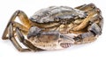 Carcinus maenas -edible alive crab. Royalty Free Stock Photo