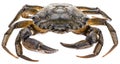 Carcinus maenas -edible alive crab. Royalty Free Stock Photo