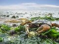 Carcinus maenas Strandkrabbe o north sea beach Royalty Free Stock Photo