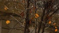 Card with abstract background of autumn tree branches without foliage