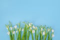 card background for spring holidays, flowers of snowdrops on a blue background, with copy space