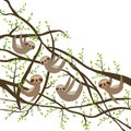 Card banner template with funny and cute smiling Three-toed sloth set on green branch tree creeper, copy space isolated white back