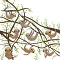 Card banner template with funny and cute smiling Three-toed sloth set on green branch tree creeper, copy space isolated white back
