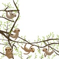 Card banner template with funny and cute smiling Three-toed sloth set on green branch tree creeper, copy space isolated white back