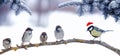 Holiday card with bird sparrows and chickadee in Santa hat sitting in the Park under the branches of spruce