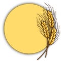 ripe ears of wheat on a round yellow background Royalty Free Stock Photo