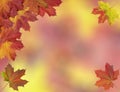 Card of bright autumn maple leaves Royalty Free Stock Photo