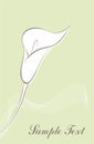 Card with calla flower Royalty Free Stock Photo