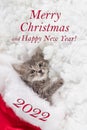 Card with a cat in the snow and the inscription 2022 Merry Christmas and New Year. Royalty Free Stock Photo
