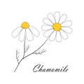 Card with chamomile isolated on white background