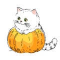 Card with fluffy kitten on a pumpkin for Halloween or Thanksgiving Royalty Free Stock Photo