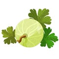 Card with gooseberries with leaves. vector illustration