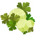 Card with gooseberries with leaves. vector illustration