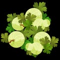 Card with gooseberries with leaves. vector illustration