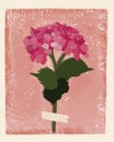 Card with a hydrangea in a pink background. Royalty Free Stock Photo