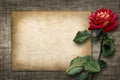 Card for invitation or congratulation with red rose