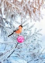 card with the red bird bullfinch sitting on a spruce branch covered with frost glass and decorated festive Christmas