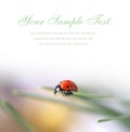 Card with red ladybug Royalty Free Stock Photo