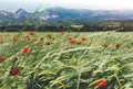 Card with red poppies flowers and green cones wheat on background nature spring field. Summer village rural landscape blurred back