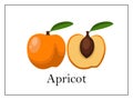 Card with signed whole apricot and apricot cut in half on white background in thin frame