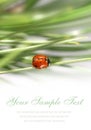 Card with small ladybug Royalty Free Stock Photo