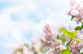 Gentle blurred lilac tree flowers on cloudy sky background in spring. Soft focus. Copy space. Royalty Free Stock Photo