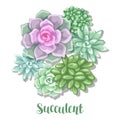 Card with succulents. Echeveria, Jade Plant and Donkey Tails