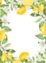 Card template, frame of hand drawn blooming lemon tree branches