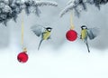 Greeting card with tit birds spread their wings flying near the brilliant red festive balloons on a Christmas tree in a winter Royalty Free Stock Photo
