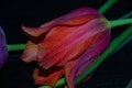 Red big tulip on a black background is covered with water drops. Royalty Free Stock Photo