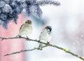 Holiday card with two birds sparrows sit in the winter Park under the branches of spruce in the snow